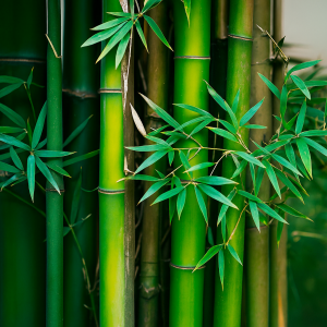 Complemento Alimenticio